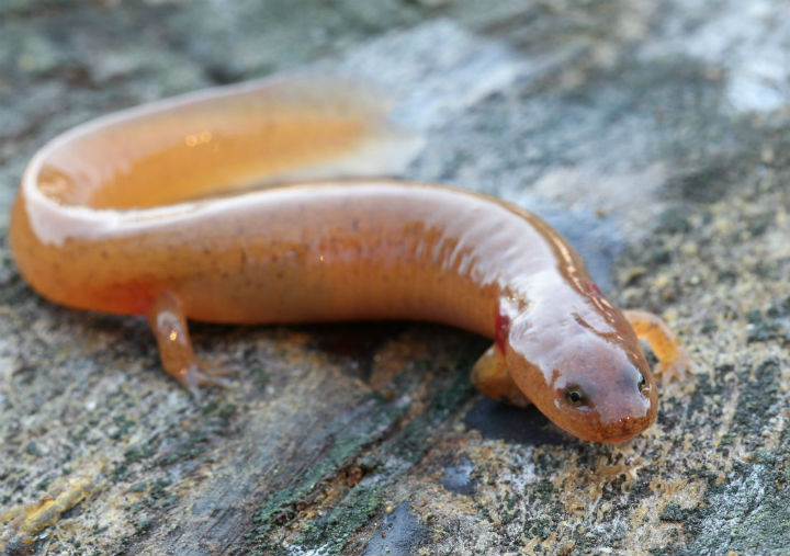 Red Salamander